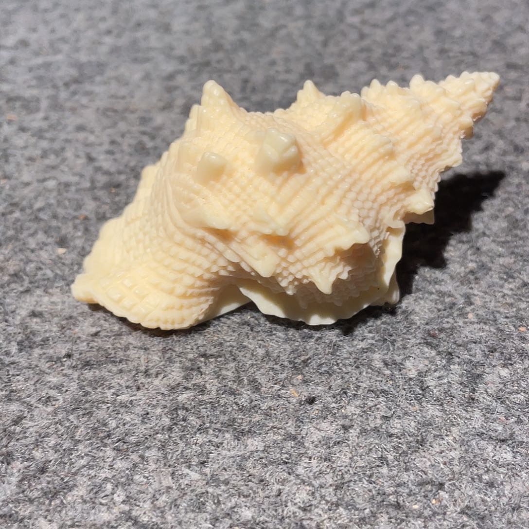 柏木（崖柏）象牙果海螺