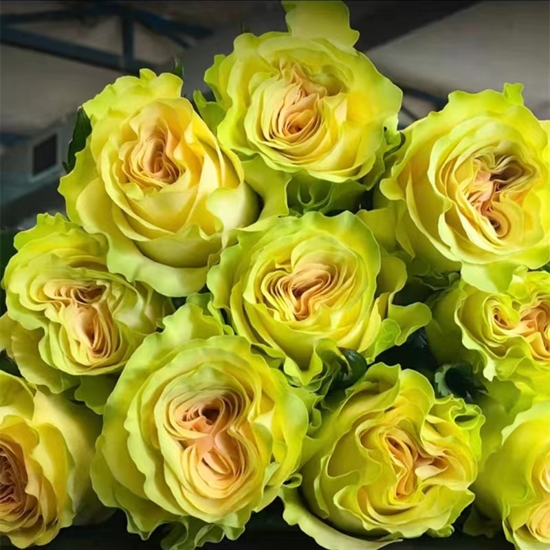 碧翠丝 云南玫瑰花苗大花浓香四季开花月季老根花卉绿植盆栽植物