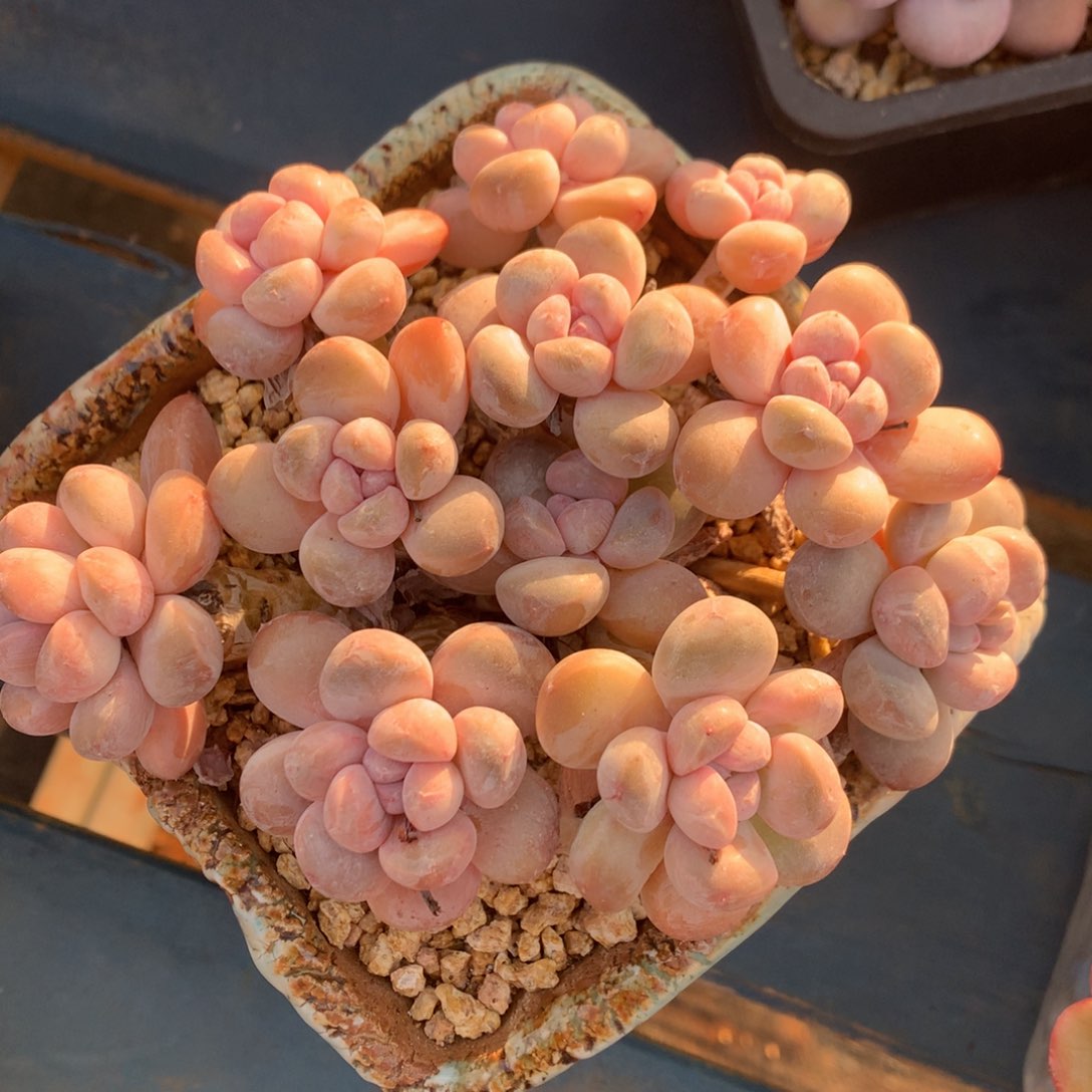 丸叶香玉老桩一物一拍