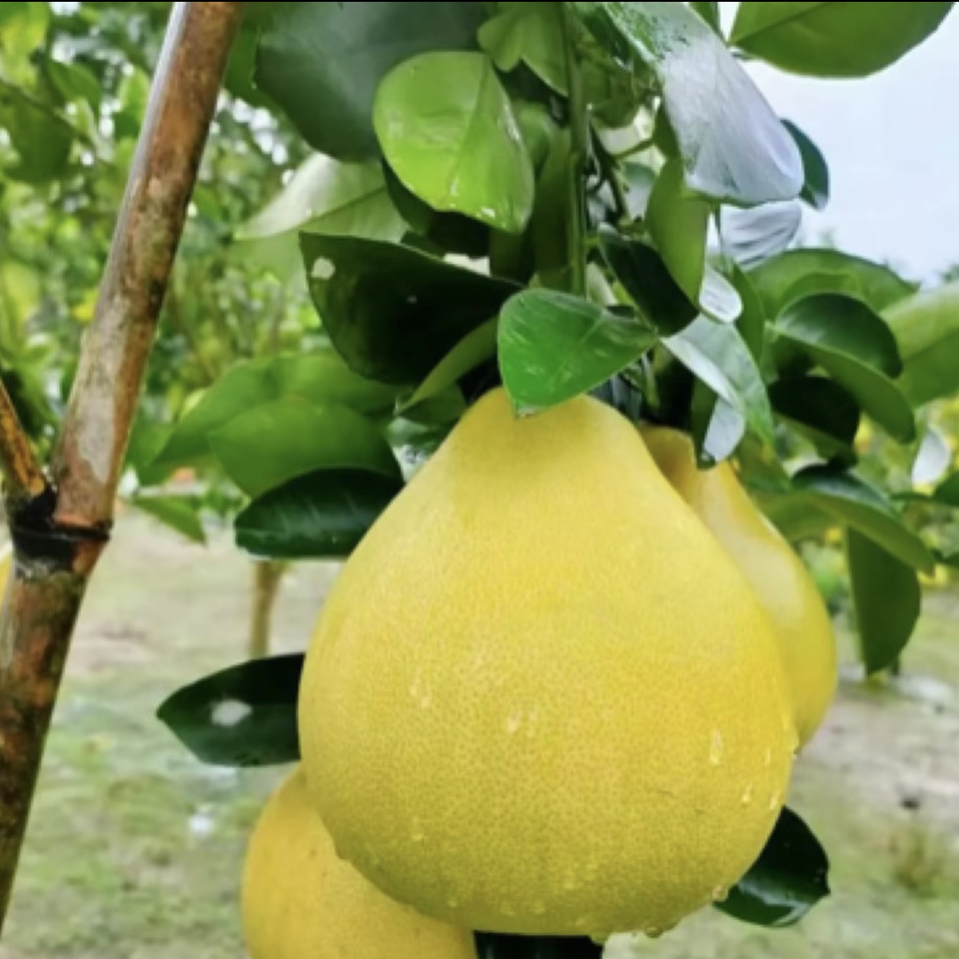 贵州高山种植农家霜打小香柚雪峰柚