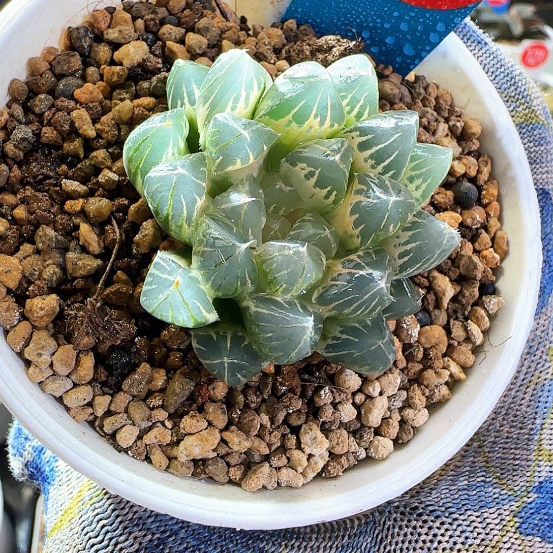 457糊斑 霓虹灯 4.5 厘米左右一物一拍带盆土发货