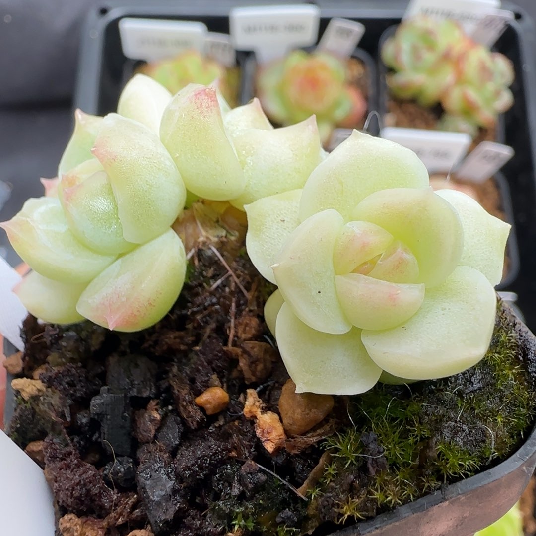 388号珍妮3头整多肉