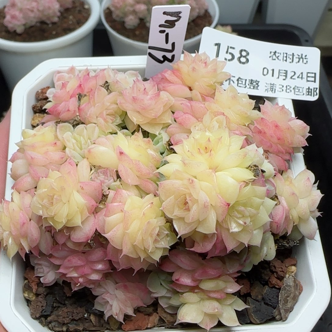 原****啊0124-158（M1-73）