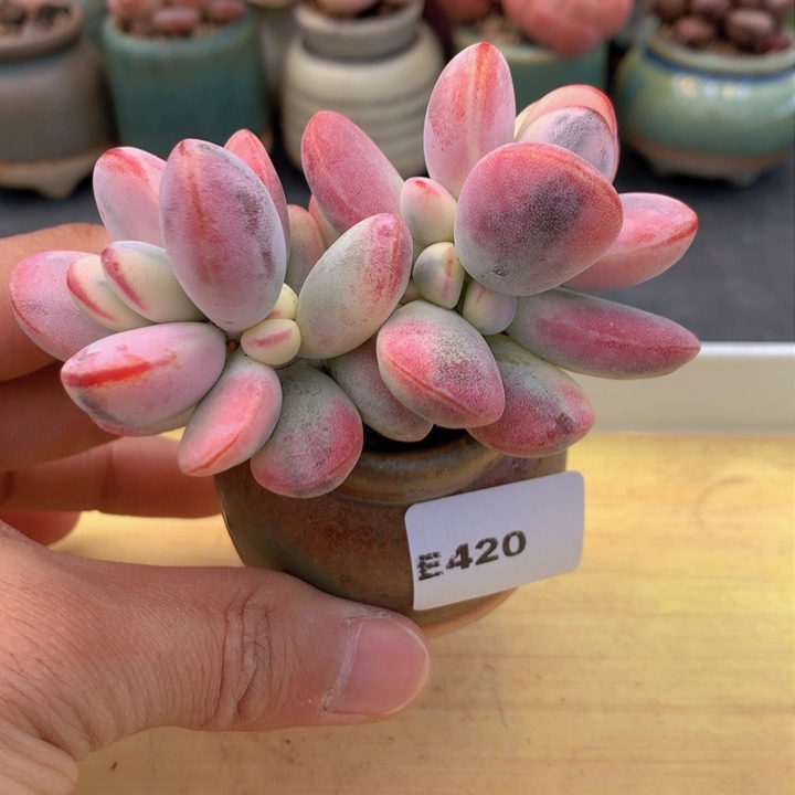 一物一拍满38包邮E420