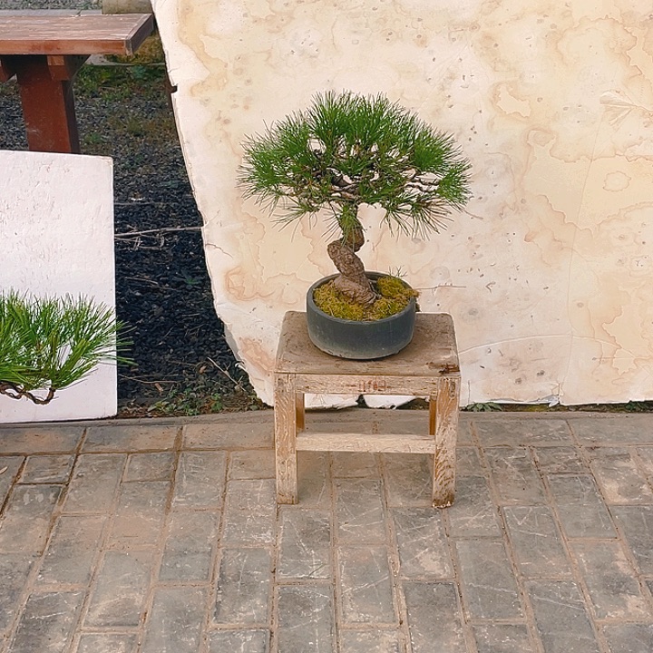 完全开放老桩黑松盆景