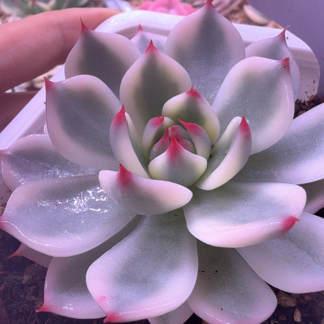 无花朵吉娃娃锦4 多肉