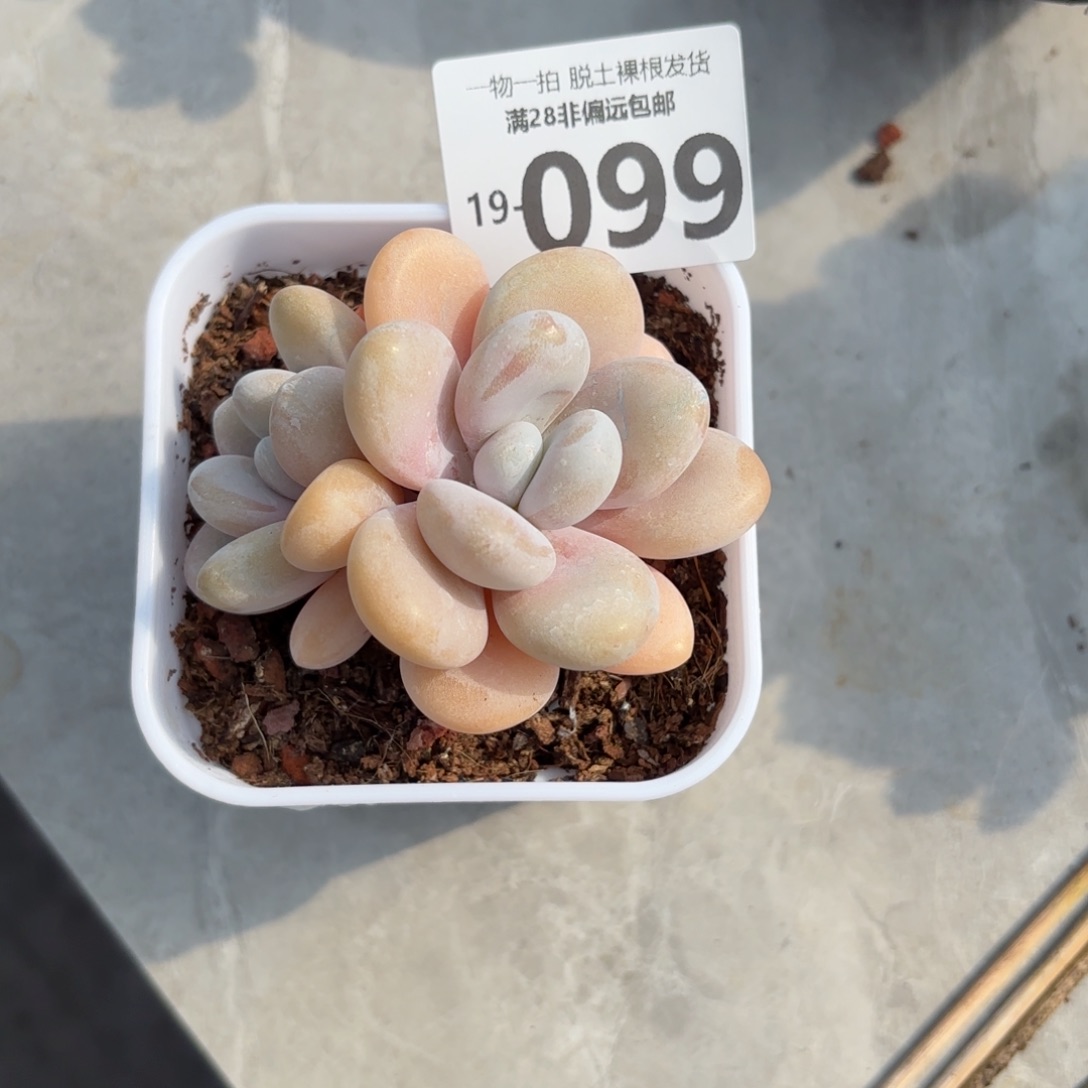 粉兔多肉多肉多肉