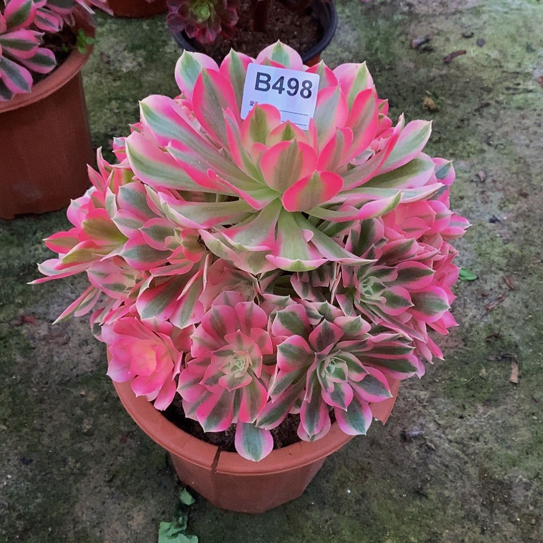 女巫多肉植物498