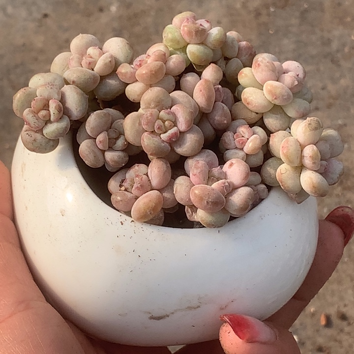 樱桃群4颗。包邮。多肉