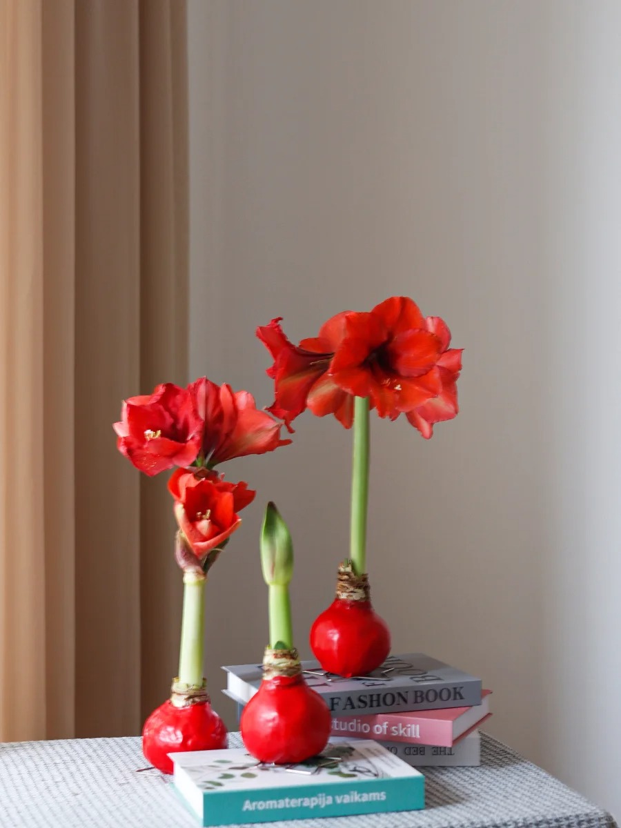 【朱顶红】朱顶红小花精选