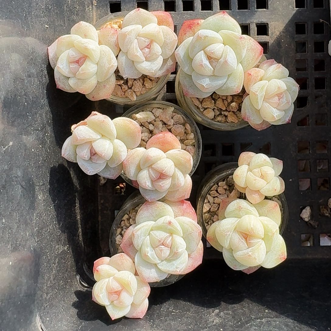 ゛**慌慌慌专拍小冰玉带玻璃瓶5颗