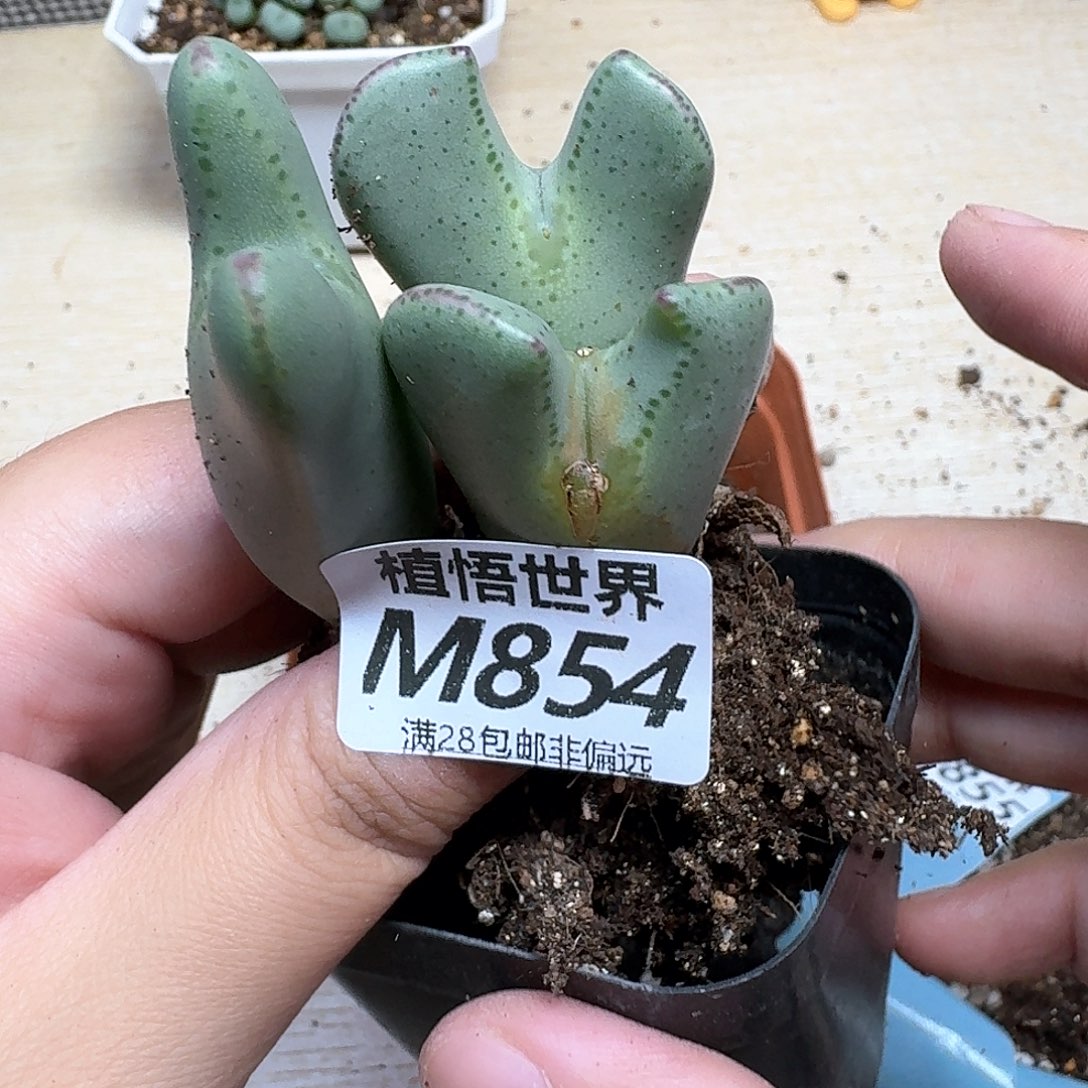 多肉W的润泽的润泽ef