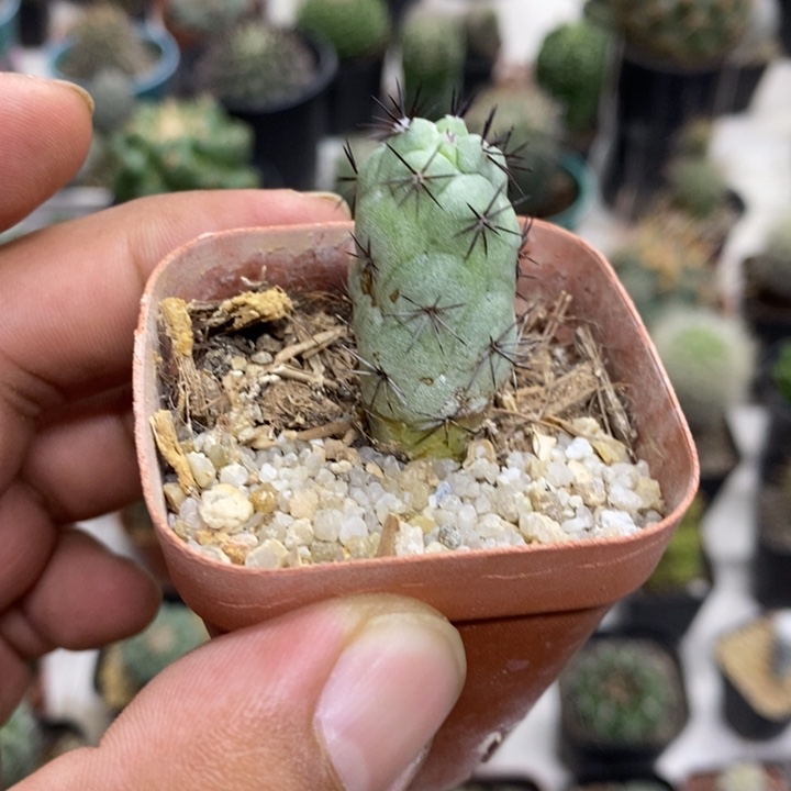 黑刺帝王丸特价福利