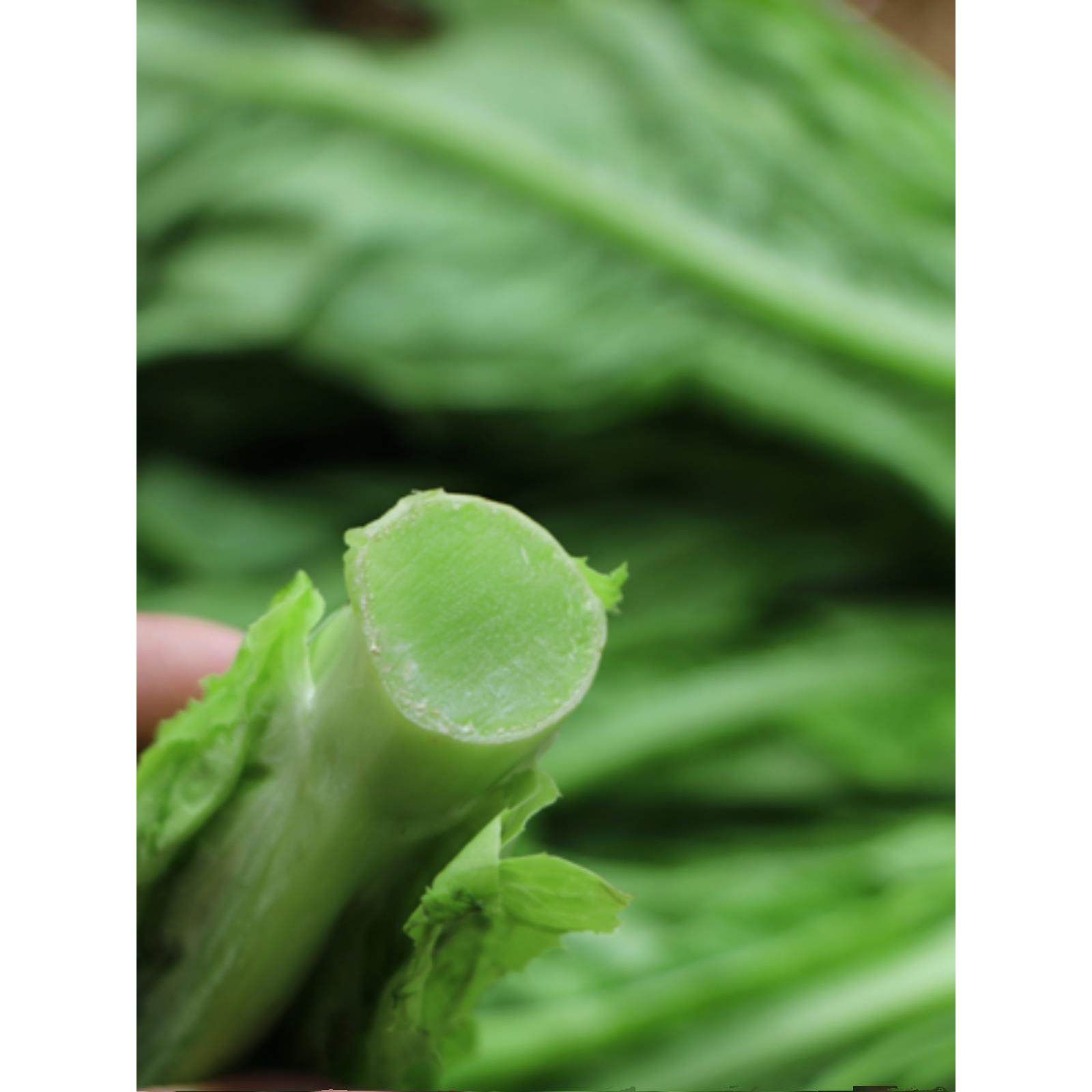 四川新鲜蔬菜莴笋尖刷火锅凤尾农民自产自销莴笋叶