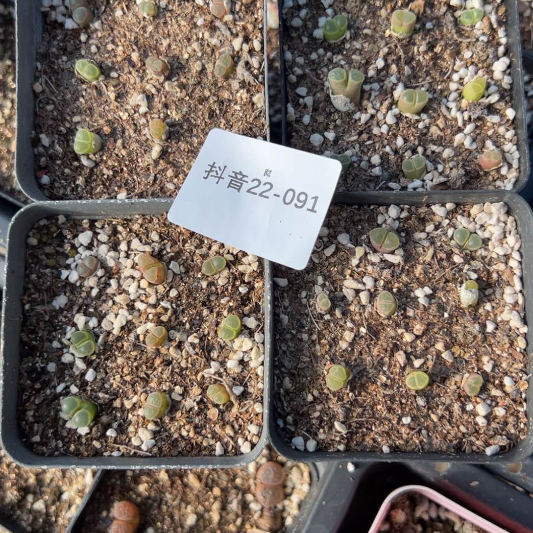 22-91量拍风铃一盆，多肉