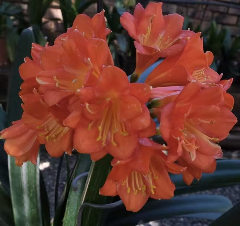 多瓣君子兰年底上箭开花