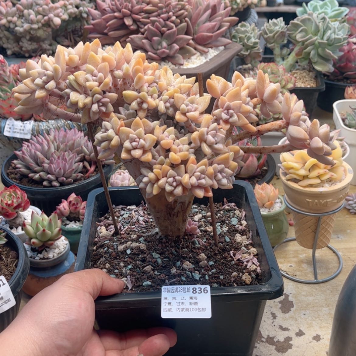 【闪购商品】836淡雪缀