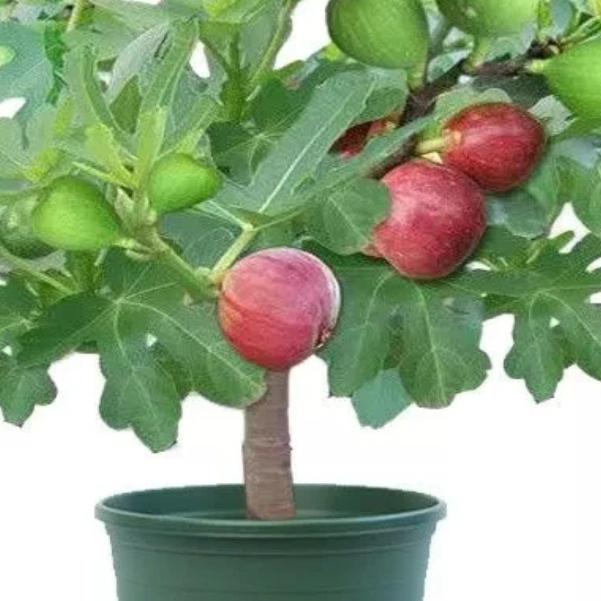 四季可种南北方适用带果无花果树苗盆栽庭院阳台种植佳品