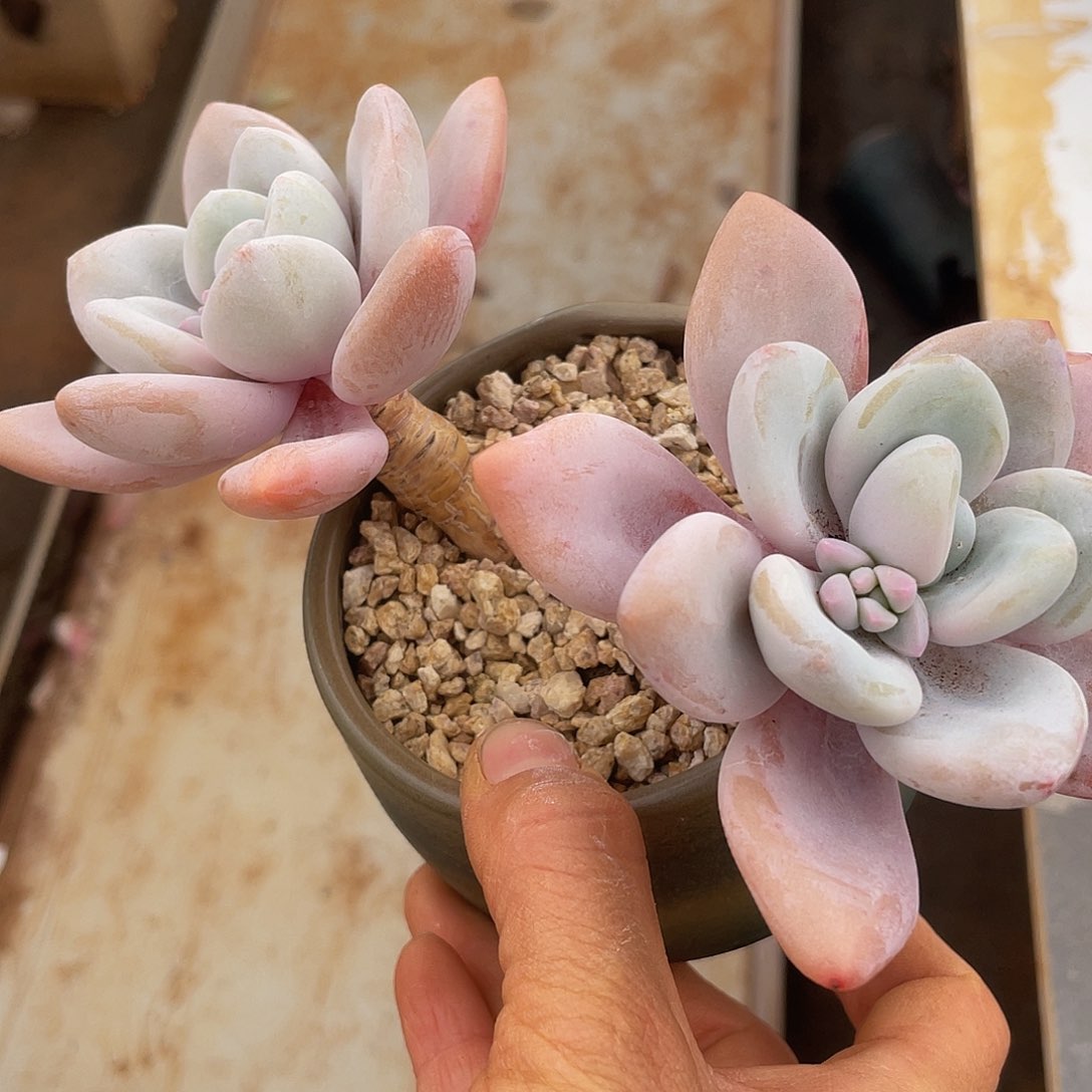 粉兔双头 多肉多肉