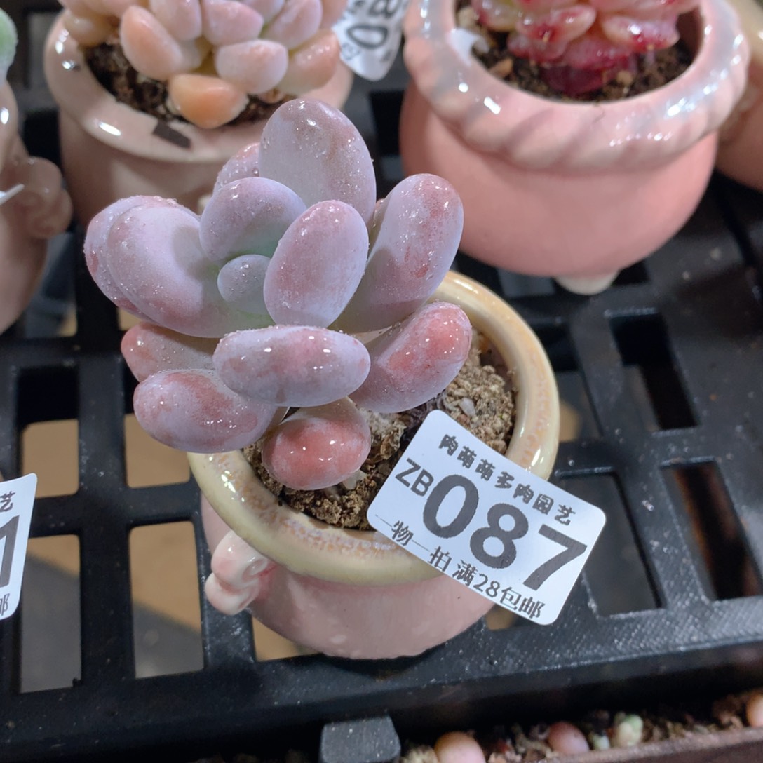 肉萌萌拇指盆精控多肉ZB087