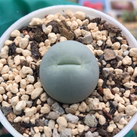 多肉肉锥 1.9Cm Ｖ嘴鸽子蛋