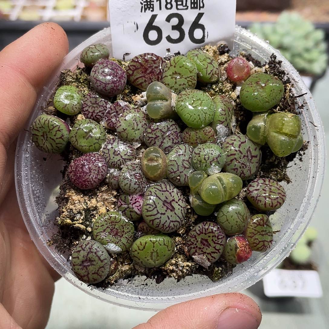 636当天凑满十八元包邮生石花