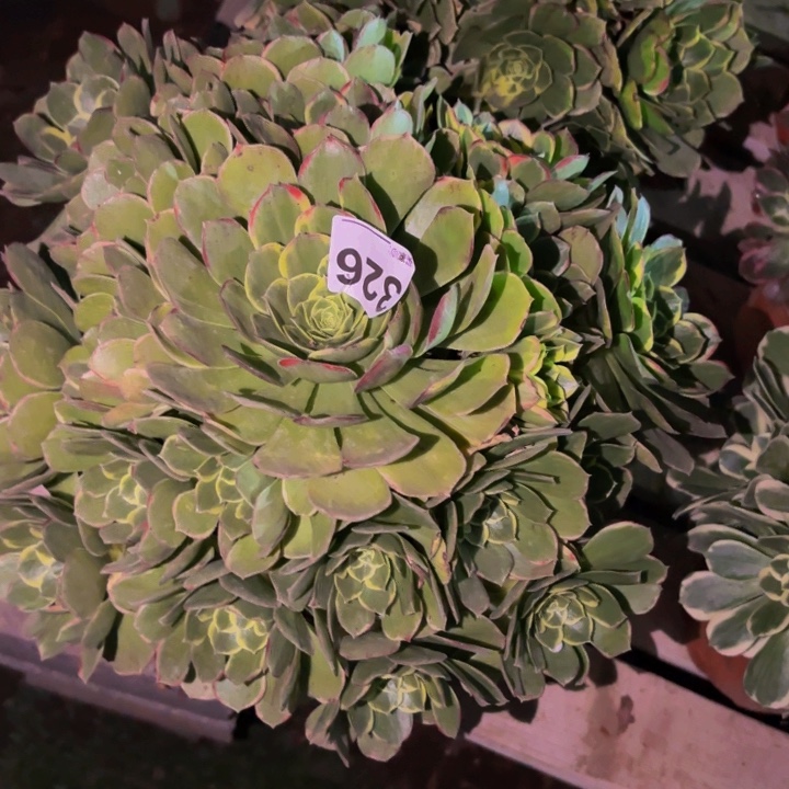 花***8326多肉植物不售后