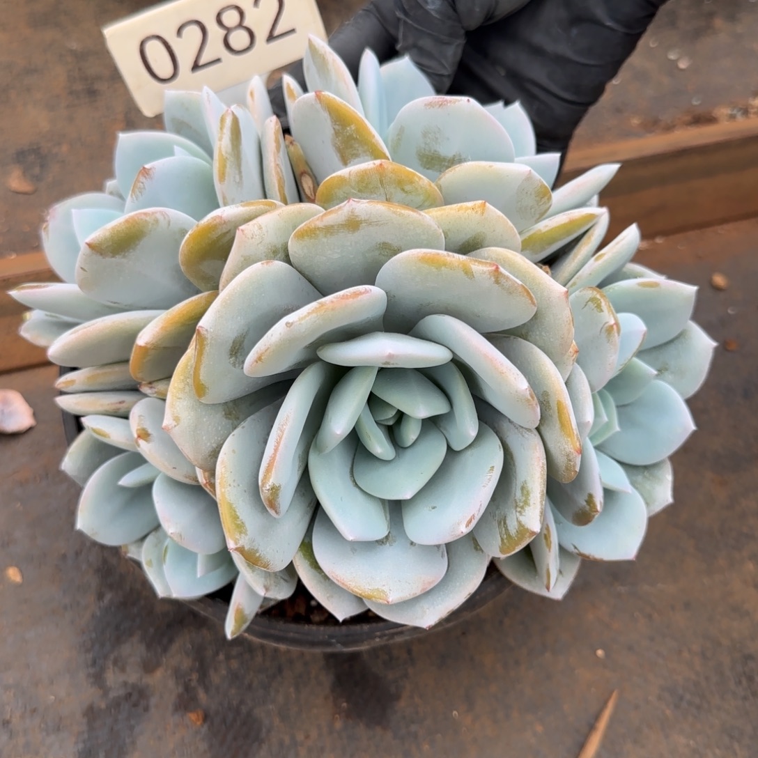 木***u0282。    奶茶五头