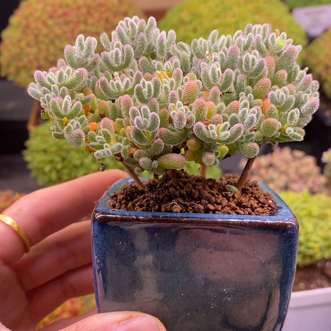 52五彩冰晶带盆。    