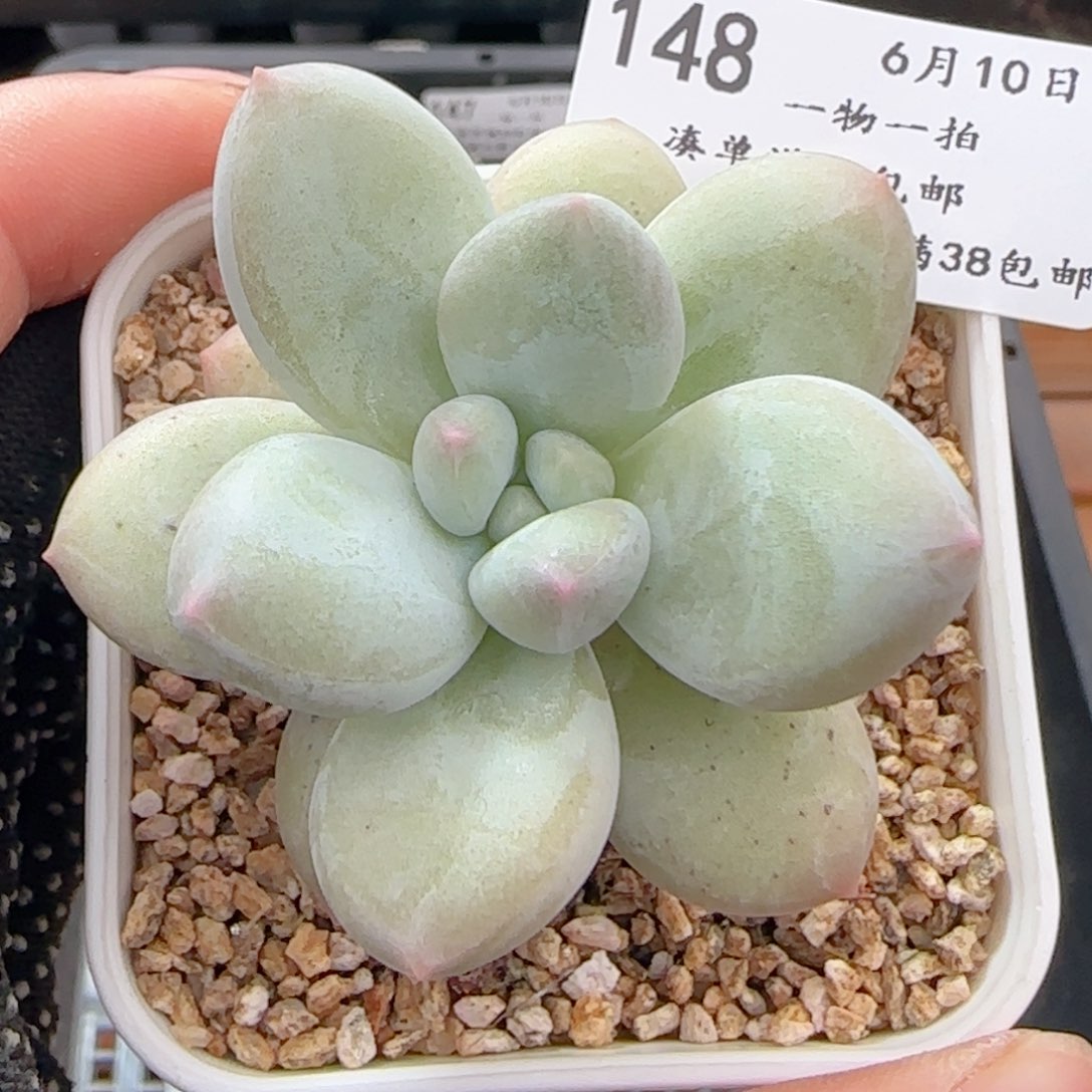 0610-148老桩香水