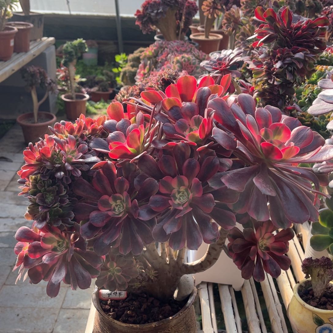 美杜莎朵朵整版精品