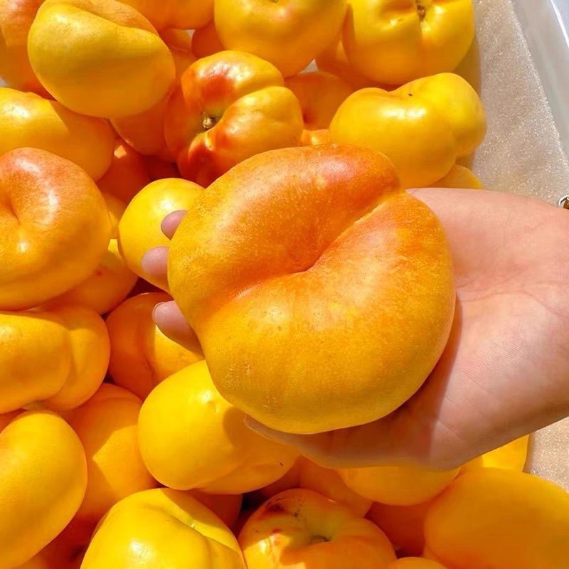 【果园直发】彩虹油蟠桃新鲜应季水果皮薄甜嫩多汁现摘包邮D