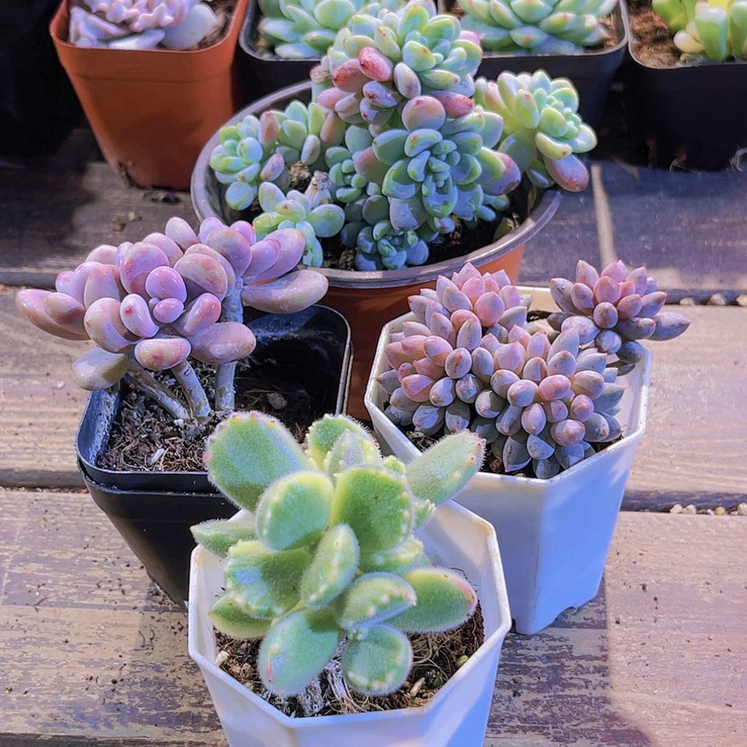 劳尔群。桃蛋。蓝舍。白熊