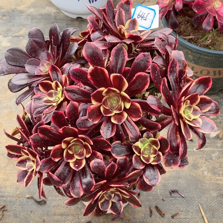 645欧嘉莉多肉法师