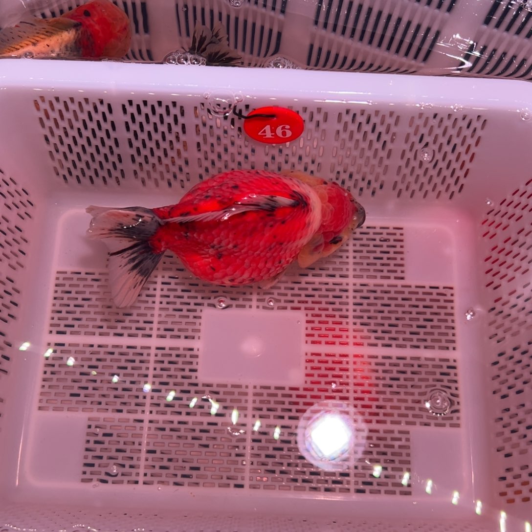 @***x金鱼你好意思的不给