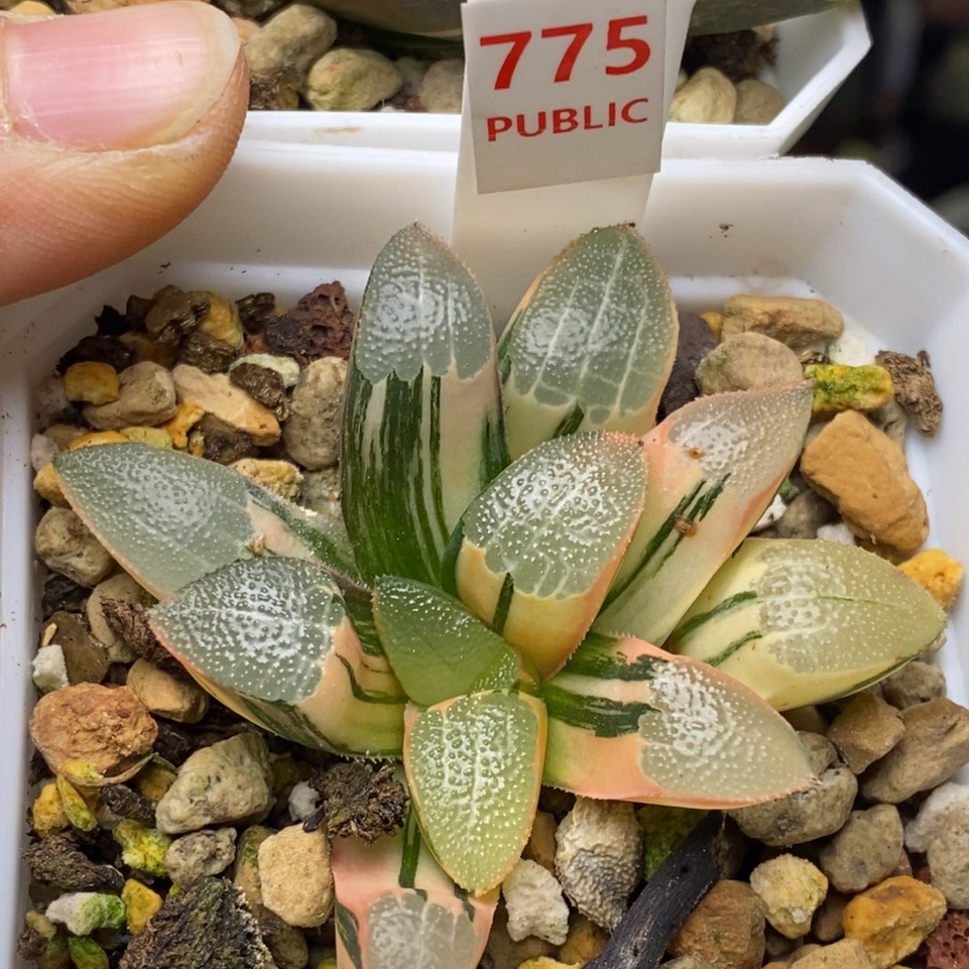 775号网纹克多肉植物