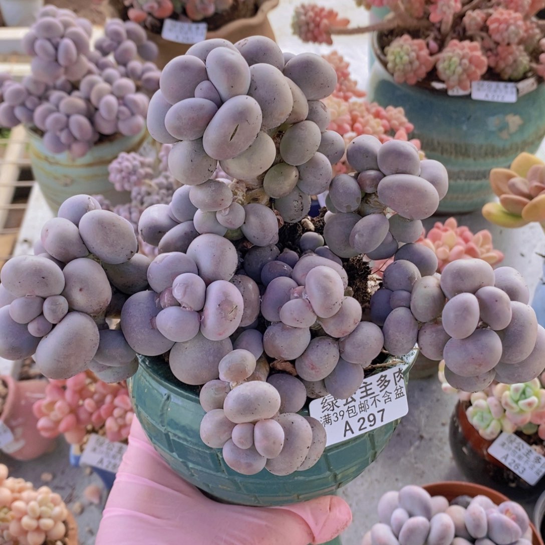 芭比奶洛19cm297多肉植物