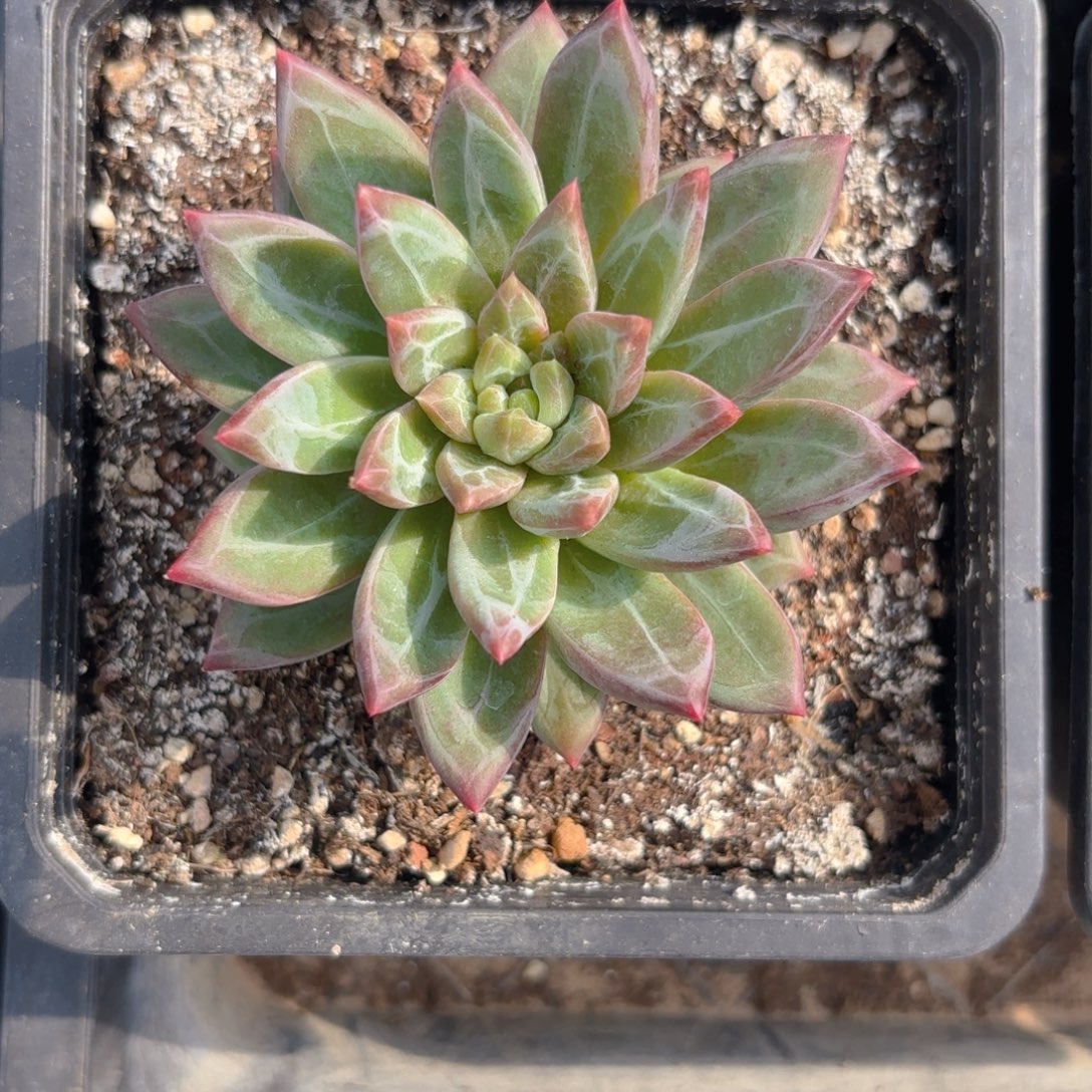 美人个体一物一拍