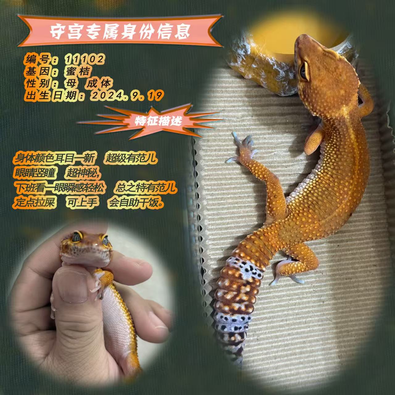 豹纹守宫宠物小火龙幼体简单易养适合新手