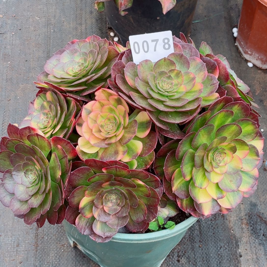 P****豆万七彩多肉特价发货