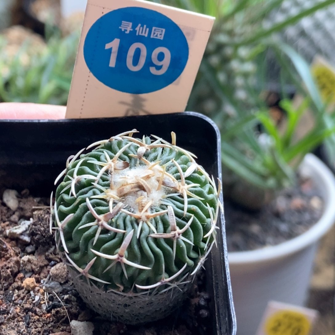 实生短刺太刀岚2.9cm