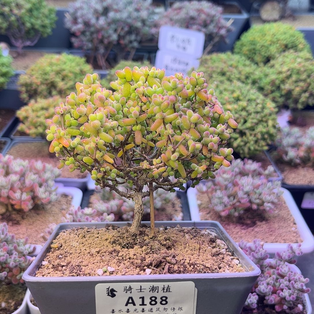 188金桔糖球枝干多肉