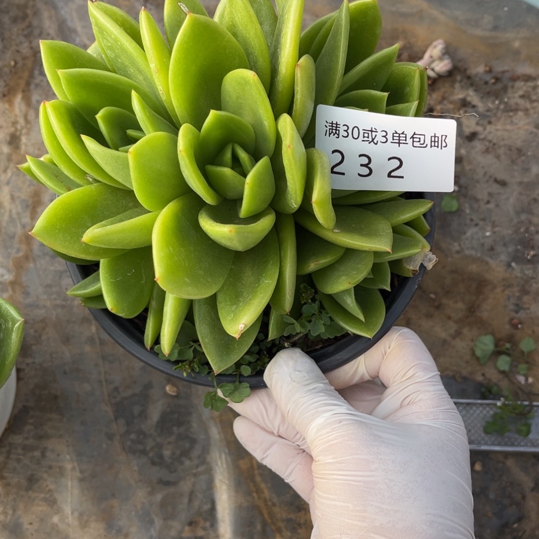 ️***包232翠花朵朵多肉植物……