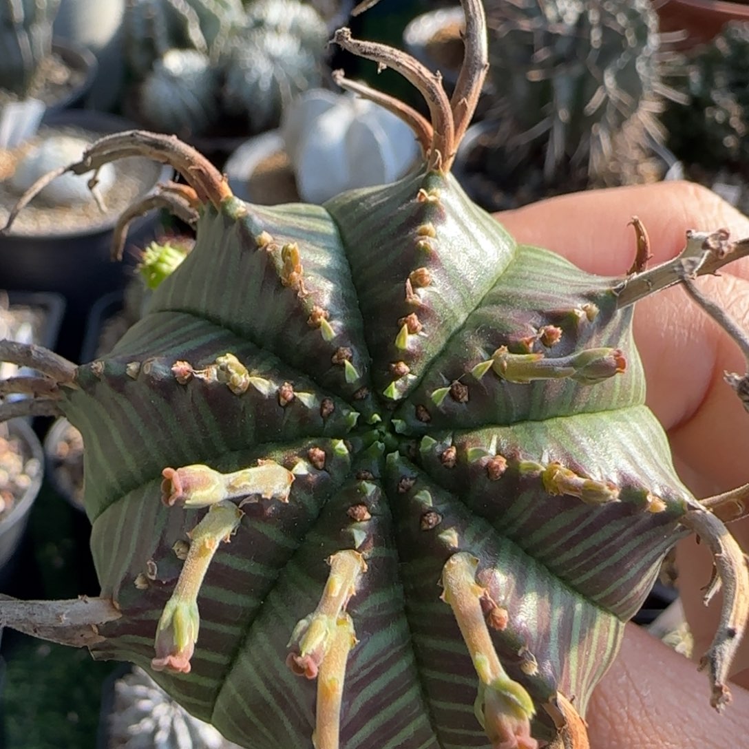 624实生 法立达11111