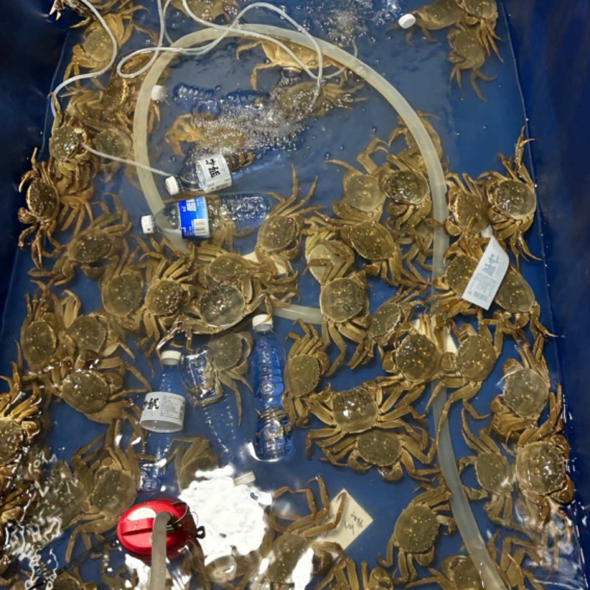 原生态野生水产（现称改价拍）