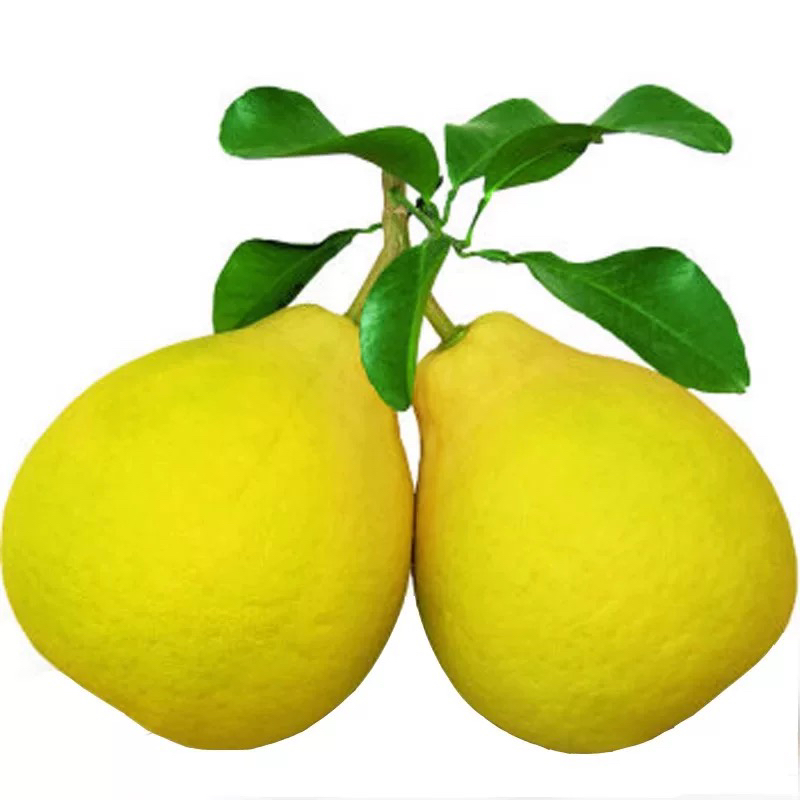 正宗沙田柚新鲜现摘应季水果