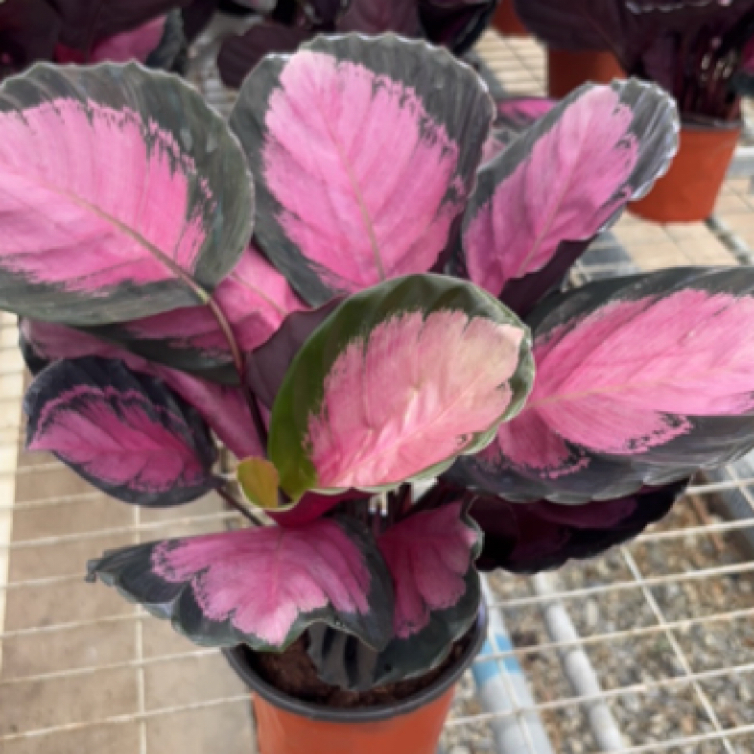 幸运女神红玫瑰竹芋彩叶盆栽室内绿植观叶植物净化空气