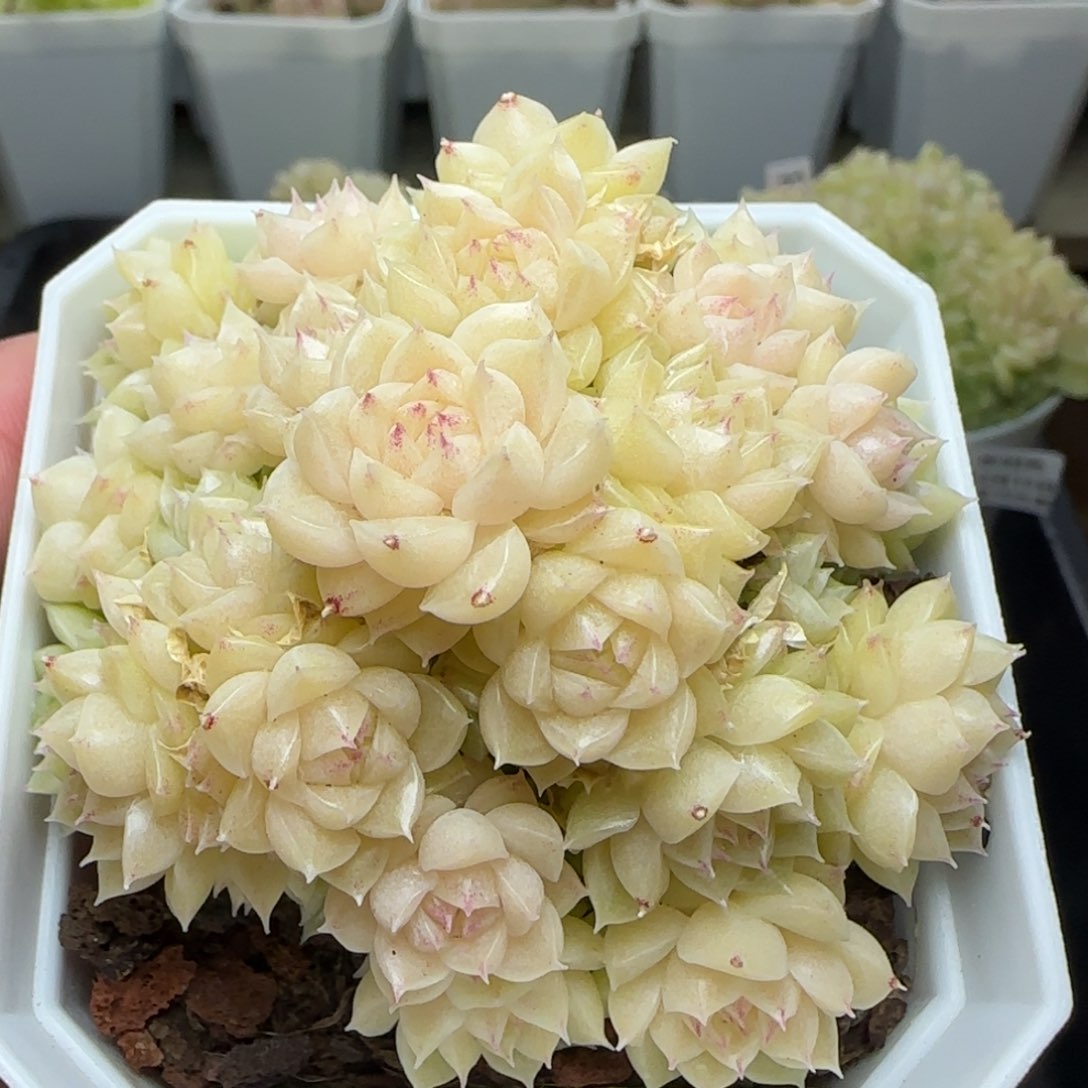 0216-220优选麦秆