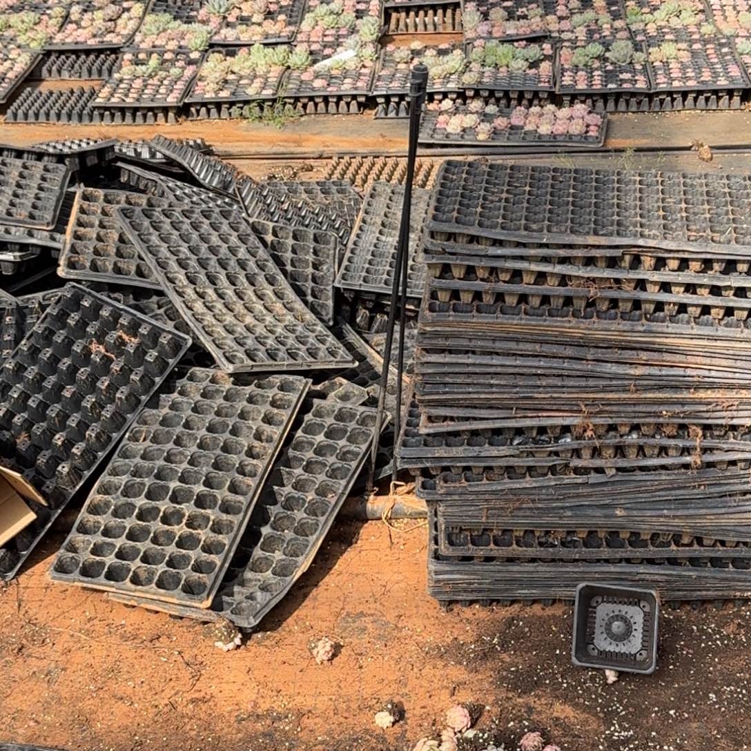 31-7多肉杂交叶插一颗量拍