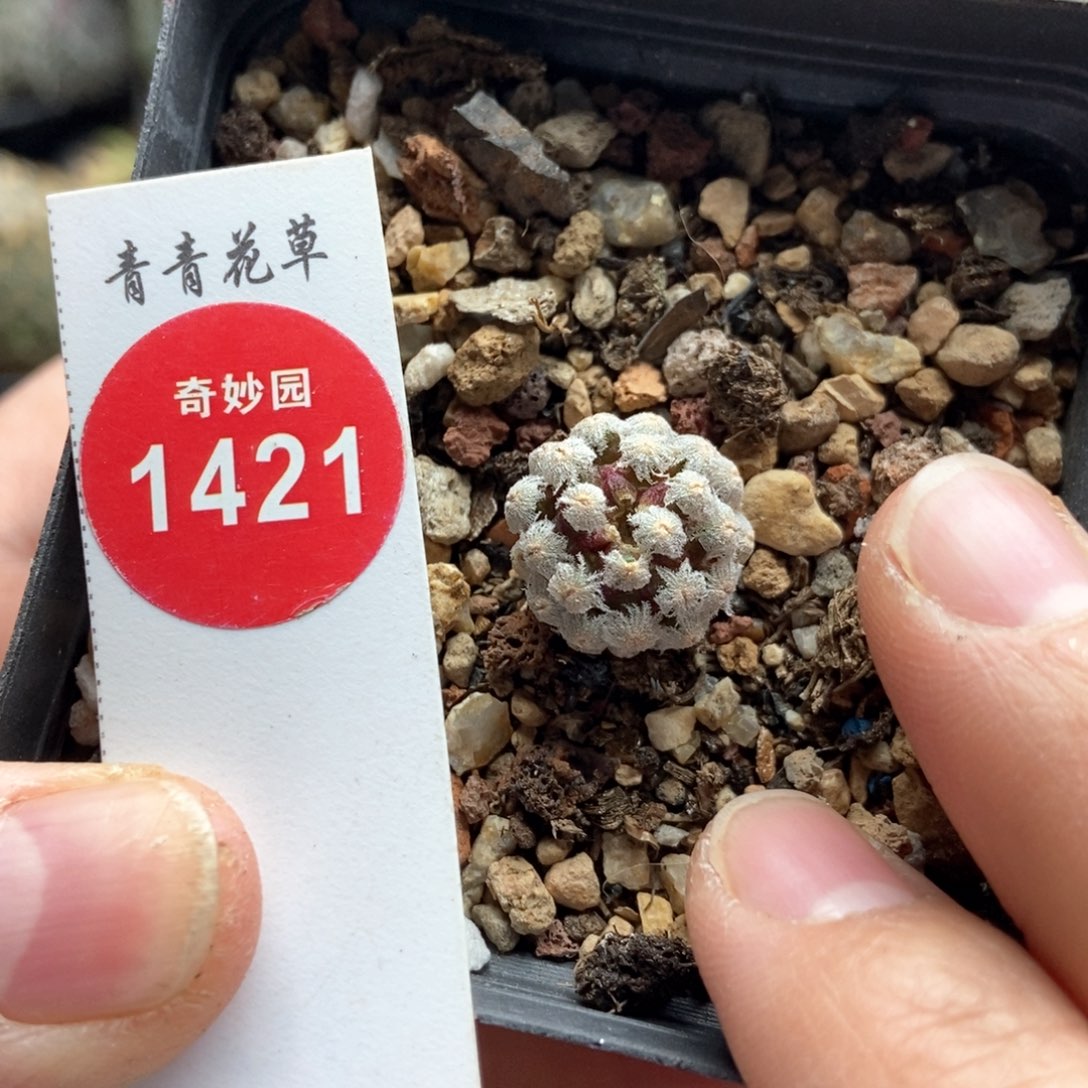 实生黛丝尤一颗仙人球